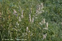 Dateiname=Flora-Gras-Wiesen-Lieschgras-20060615-25.jpg
Dateigröße=216KB
Abmessungen: 720x480
hinzugefügt am: 02. April 2014 Flora-Gras-Wiesen-Lieschgras-20060615-25.jpg