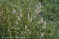 Flora-Gras-Wiesen-Lieschgras-20060615-25.jpg