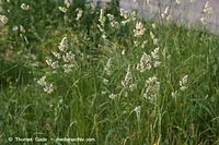 Flora-Gras-Wiesen-Lieschgras-20060615-26.jpg