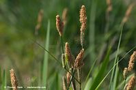 Dateiname=Gras-20140426-102.jpg
Dateigröße=55KB
Abmessungen: 760x504
hinzugefügt am: 10. September 2014 Gras-20140426-102.jpg