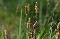 Gras-20140426-102.jpg