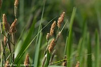 Dateiname=Gras-20140426-103.jpg
Dateigröße=60KB
Abmessungen: 760x504
hinzugefügt am: 10. September 2014 Gras-20140426-103.jpg