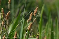 Gras-20140426-103.jpg