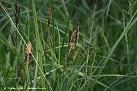 Dateiname=Gras-20140503-267.jpg
Dateigröße=74KB
Abmessungen: 760x504
hinzugefügt am: 10. September 2014 Gras-20140503-267.jpg