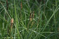 Gras-20140503-267.jpg