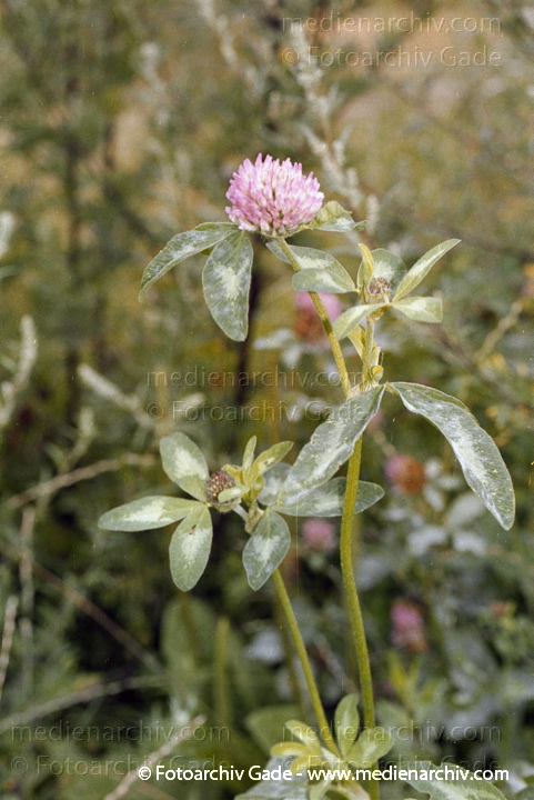 Wiesen-Klee. Trifolium pratense
Juli 2002.  Berlin. Flora. Pflanzen. Schmetterlingsblütengewächse. Wiesen-Klee (Trifolium pratense)
Schlüsselwörter: 2002;Berlin;Blume;Blumen;Blüte;Flora;HeilPflanzen;Klee;Natur;Pflanze;Pflanzen;plants;Schmetterlingsblütengewächse;Trifolium pratense;Wiesen-Klee