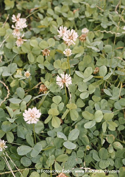 Weiss-Klee. Trifolium repens
Juli 2002.  Berlin.  Flora. Pflanzen. Smetterlingsblütengewächse. Kriechender Weiß-Klee, Lemmer-Klee  (Trifolium repens)
Schlüsselwörter: 2002;Berlin;Blume;Blumen;Flora;Klee;Lämmer-Klee;Natur;Nutz;Pflanzen;plants
