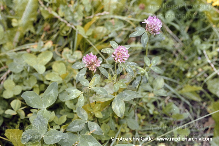 Wiesen-Klee. Trifolium pratense
Juli 2002.  Berlin. Flora. Pflanzen. Schmetterlingsblütengewächse. Wiesen-Klee (Trifolium pratense).   Schmetterlingsblütler (Fabaceae)
Schlüsselwörter: 2002;Berlin;Blume;Blumen;Blüte;Flora;Klee;Natur;Pflanzen;plants;Schmetterlingsblütengewächse