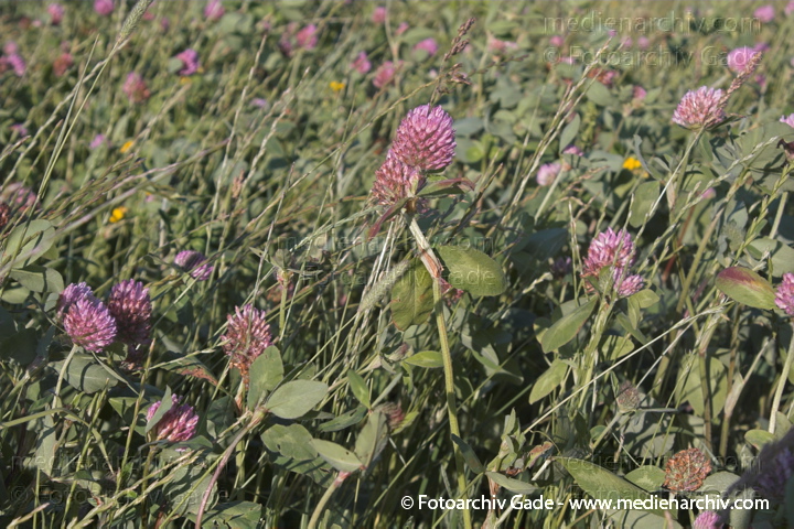 Gewöhnlicher Wiesen-Klee. Trifolium pratense ssp. pratense
Juni 2005.  Mecklenburg-Vorpommern, Carwitz. Flora. Pflanzen. Wildpflanzen. Gewöhnlicher Wiesen-Klee (Trifolium pratense ssp. pratense).   Schmetterlingsblütler (Fabaceae)
Schlüsselwörter: 2005;Flora;Kriechender Weiss-Klee;Mecklenburg-Vorpommern;Pflanzen;plants;Trifolium repens