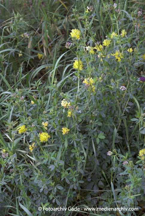 Klee. Schmetterlingsblütler (Fabaceae)
6.  6.2007. Berlin. Flora. Pflanzen. Blüten. Bastard-Luzerne (Medicago x varia).   Schmetterlingsblütler (Fabaceae). Klee
Schlüsselwörter: 2007;Berlin;Flora;Klee;Natur;Pflanzen;plants