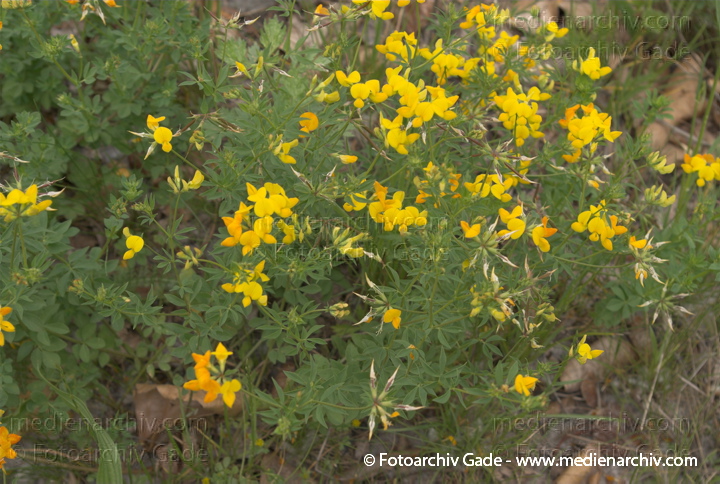 Gewöhnlicher Hornklee. Lotus corniculatus ssp. corniculatus
23.  5. 2007. Berlin. Flora. Pflanzen. Blüten. Hornklee. Frühling. Gewöhnlicher Hornklee (Lotus corniculatus ssp. corniculatus).   Schmetterlingsblütler (Fabaceae).
Schlüsselwörter: 2007;Berlin;Flora;Klee;Natur;Pflanzen;plants