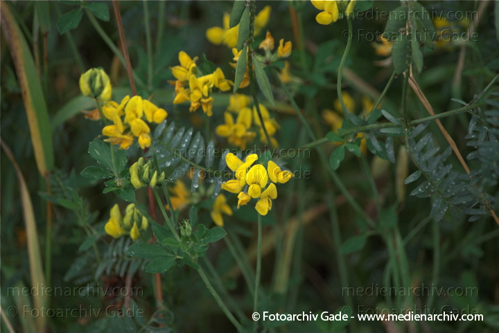 Wundklee (Anthyllis) mit gelben Blüten
19.  7. 2009. Brandenburg. Linum. Flora. Pflanzen. Blüten. Wundklee (Anthyllis)
Schlüsselwörter: 2009;Anthyllis;Brandenburg;Flora;Klee;Linum;Natur;Pflanzen;plants;Wundklee