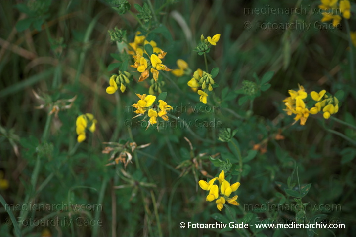 Wundklee (Anthyllis) mit gelben Blüten
19.  7. 2009. Brandenburg. Linum. Flora. Pflanzen. Blüten. Wundklee (Anthyllis)
Schlüsselwörter: 2009;Anthyllis;Brandenburg;Flora;Klee;Linum;Natur;Pflanzen;plants;Wundklee