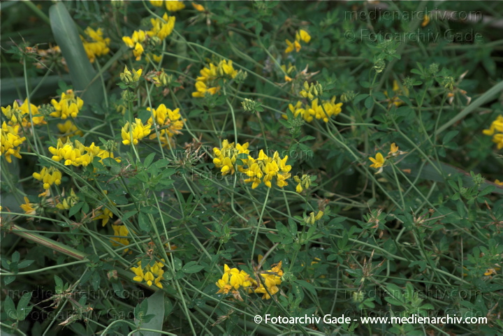 Wundklee (Anthyllis) mit gelben Blüten
19.  7. 2009. Brandenburg. Linum. Flora. Pflanzen. Blüten. Wundklee (Anthyllis)
Schlüsselwörter: 2009;Anthyllis;Blüte;Brandenburg;Flora;Klee;Linum;Natur;Pflanzen;plants;Wundklee