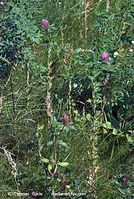 Dateiname=Flora-Klee-20070805-05.jpg
Dateigröße=332KB
Abmessungen: 484x720
hinzugefügt am: 02. April 2014 Flora-Klee-20070805-05.jpg