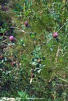 Dateiname=Flora-Klee-20070805-08.jpg
Dateigröße=303KB
Abmessungen: 484x720
hinzugefügt am: 02. April 2014 Flora-Klee-20070805-08.jpg