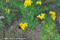 Flora-Klee-Hornklee-20070528-244.jpg