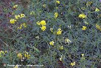 Flora-Klee-Schneckenklee-20070606-101.jpg
