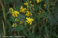Flora-Wundklee-20090719-10.jpg