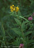 Flora-Wundklee-20090719-12.jpg