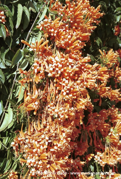 Feuerranke (Pyrostegia venusta)
Februar 2002.  Spanien. Andalusien. Flora. Pflanzen. Kltterpflanze. Blume. Nachtschattengewächse
Feuerranke (Pyrostegia venusta)
Schlüsselwörter: 2002;Andalusien;Feuerranke;Flora;Kletter;Kletterpflanze;Nachtschattengewächse;Natur;Pflanzen;plants;Spanien