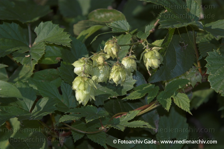 Hopfen (Humulus lupulus).   Hanfgewächse (Cannabaceae)
4. 9. 2005. Berlin. Flora. Pflanzen. Staude. Kletterpflanze. Hanfgewächse. Hopfen (Humulus lupulus)   Hanfgewächse (Cannabaceae)
Schlüsselwörter: Cannabaceae;Hanfgewächs;Hopfen;Humulus lupulus;Kletterpflanze;Pflanzen