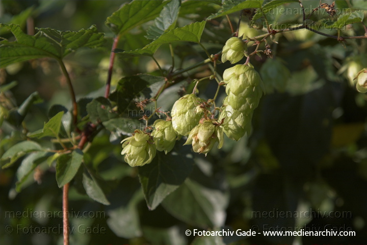 Hopfen (Humulus lupulus). Hanfgewächse (Cannabaceae)
4. 9. 2005. Berlin. Flora. Pflanzen. Staude. Kletterpflanze. Hanfgewächse. Hopfen (Humulus lupulus) Hanfgewächse (Cannabaceae)
Schlüsselwörter: Cannabaceae;Hanfgewächs;Hopfen;Humulus lupulus;Kletterpflanze;Pflanzen Hopfen (Humulus lupulus). Hanfgewächse (Cannabaceae)
4. 9. 2005. Berlin. Flora. Pflanzen. Staude. Kletterpflanze. Hanfgewächse. Hopfen (Humulus lupulus) Hanfgewächse (Cannabaceae)
Schlüsselwörter: Cannabaceae;Hanfgewächs;Hopfen;Humulus lupulus;Kletterpflanze;Pflanzen