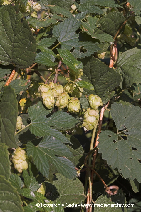 Hopfen (Humulus lupulus).   Hanfgewächse (Cannabaceae)
6. 10. 2007. Berlin. Flora. Pflanzen. Staude. Kletterpflanze. Hanfgewächse. Hopfen (Humulus lupulus)   Hanfgewächse (Cannabaceae)
Schlüsselwörter: Cannabaceae;Hanfgewächs;Hopfen;Humulus lupulus;Kletterpflanze;Pflanzen