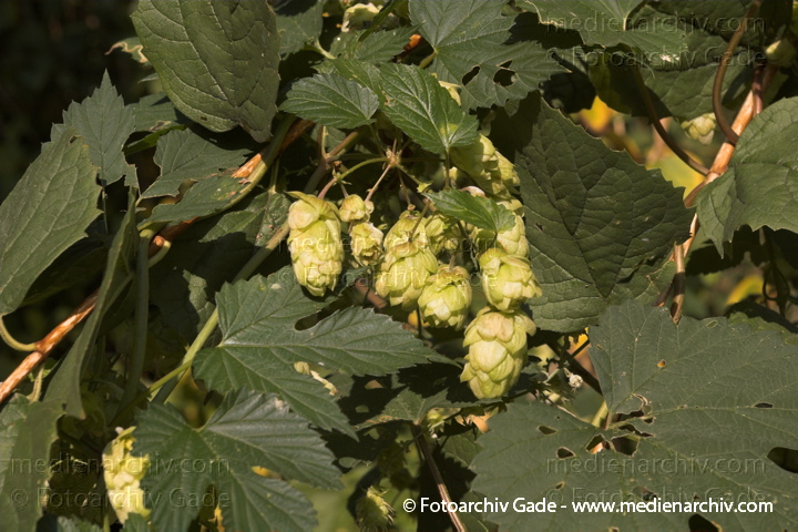 Hopfen (Humulus lupulus).   Hanfgewächse (Cannabaceae)
6. 10. 2007. Berlin. Flora. Pflanzen. Staude. Kletterpflanze. Hanfgewächse. Hopfen (Humulus lupulus)   Hanfgewächse (Cannabaceae)
Schlüsselwörter: Cannabaceae;Hanfgewächs;Hopfen;Humulus lupulus;Kletterpflanze;Pflanzen