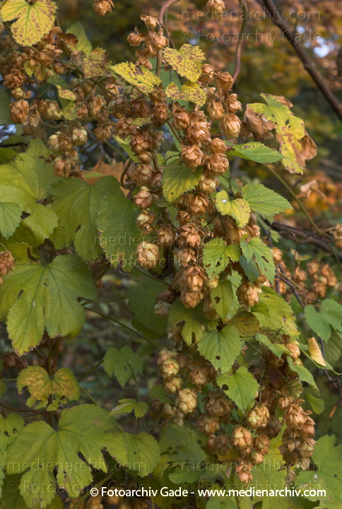 Hopfen (Humulus lupulus).   Hanfgewächse (Cannabaceae)
3. 10. 2007. Berlin. Flora. Pflanzen. Staude. Kletterpflanze. Hanfgewächse. Hopfen (Humulus lupulus)   Hanfgewächse (Cannabaceae)
Schlüsselwörter: 2007;Cannabaceae;Hanfgewächs;Hopfen;Humulus lupulus;Kletterpflanze;Pflanzen
