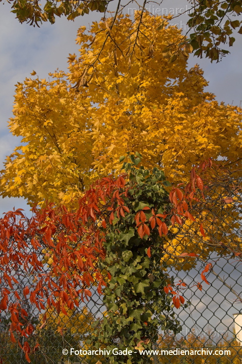 21.  10. 2006. Berlin. Flora. Pflanzen.
links - Jungfernrebe, rechts - Zaun-Winde, hinten - Spitzahorn. Links: Strauch. Weinrebengewächse
Gewöhnliche Jungfernrebe (Parthenocissus inserta)
Schlüsselwörter: 2006;Acer platanoides;Aceraceae;Ahorngewächse;Baum;Berlin;Bäume;Calystegia sepium;Flora;Gewöhnliche Jungfernrebe;Gewöhnliche Zaunwinde;Jungfernrebe;Natur;Parthenocissus inserta;Pflanzen;plants;Spitzahorn;Strauch;Sträuche;Weinrebengewächse;Windengew
