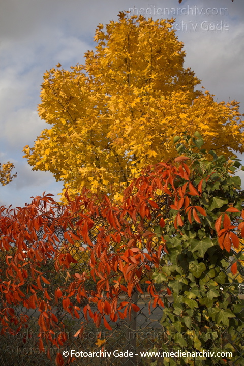 21.  10. 2006. Berlin. Flora. Pflanzen.
Vorn links - Jungfernrebe, vorn rechts Zaunwinde, hinten Spitzahorn
Schlüsselwörter: 2006;Acer platanoides;Aceraceae;Ahorngewächse;Baum;Berlin;Bäume;Calystegia sepium;Flora;Gewöhnliche Jungfernrebe;Gweöhnliche Zaunwinde;Jungfernrebe;Natur;Parthenocissus inserta;Pflanzen;plants;Spitzahorn;Strauch;Sträuche;Weinrebengewächse;Windengew