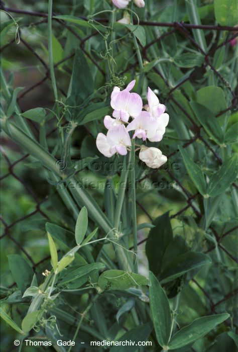 Breitblättrige Platterbse. Lathyrus latifolius
9.  Juni 2002. Brandenburg. Werder. Flora. Pflanzen. Blume. Kletterpflanze. Breitblättrige Platterbse (Lathyrus latifolius).   Schmetterlingsblütler (Fabaceae).
Schlüsselwörter: 2002;Brandenburg;Deutschland;Flora;Natur;Pflanzen;plants;Vicia sepium;Zaun-Wicke