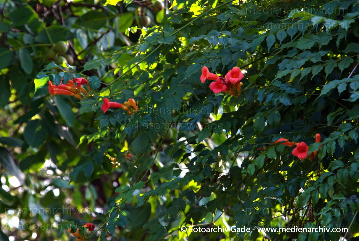 Trompetenblumen (Campsis) auch als Klettertrompeten, Jasmintrompeten
8. 7. 2007. Berlin. Park Rehberge. Flora. Pflanzen. Trompetenblumen (Campsis), auch als Klettertrompeten, Jasmintrompeten. Rote Blüten
Schlüsselwörter: Berlin;Blüte;Flora;Kletterpflanze;Natur;Pflanzen;plants;Rehberge;Trompetenblumen