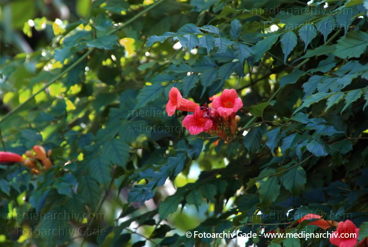 Trompetenblumen (Campsis) auch als Klettertrompeten, Jasmintrompeten
8. 7. 2007. Berlin. Park Rehberge. Flora. Pflanzen. Trompetenblumen (Campsis), auch als Klettertrompeten, Jasmintrompeten. Rote Blüten
Schlüsselwörter: Berlin;Blüte;Flora;Kletterpflanze;Natur;Pflanzen;plants;Rehberge;Trompetenblumen