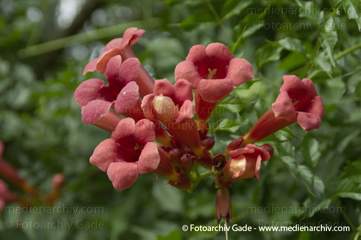 Trompetenblumen (Campsis) auch als Klettertrompeten, Jasmintrompeten
3. 10. 2010. Berlin. Park Rehberge. Flora. Pflanzen. Trompetenblumen (Campsis), auch als Klettertrompeten, Jasmintrompeten. Rote Blüten
Schlüsselwörter: 2010;Berlin;Blüte;Campsis radicans;Flora;Kletterpflanze;Natur;Pflanzen;plants;Rehberge;Tegel;Trompetenblume;Trompetenblumen
