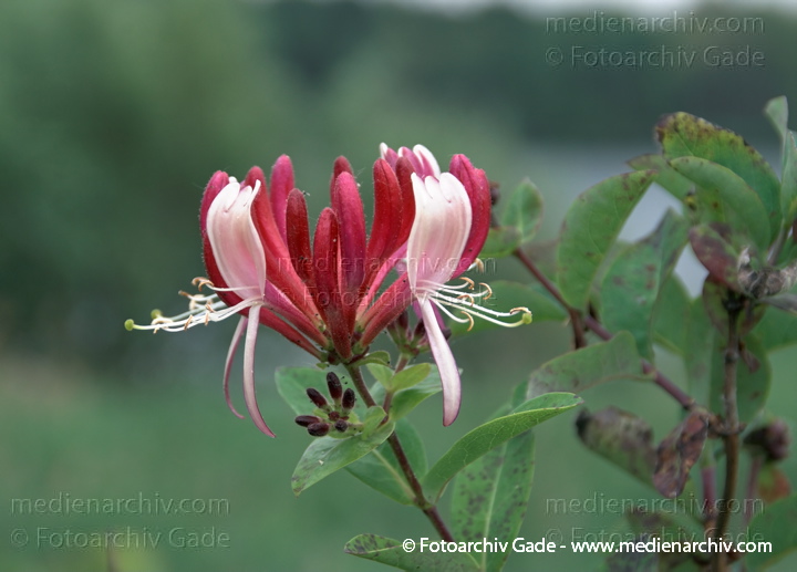 Wald-Geißblatt (Lonicera periclymenum), auch Wildes Geißblatt, Deutsches Geißblatt oder Wald-Heckenkirsche
28.  6. 2009. Berlin. Tegel. Flora. Pflanzen. Wald-Geißblatt (Lonicera periclymenum), auch Wildes Geißblatt. Blüte
Schlüsselwörter: 2009;Berlin;Blüte;Flora;Kletterpflanze;Lonicera periclymenum;Natur;Pflanzen;plants;Strauch;Sträucher;Wald-Geißblatt;Waldgeißblatt
