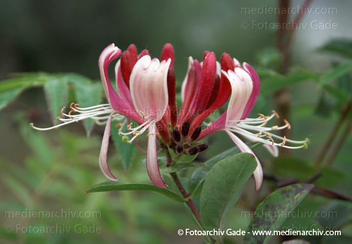 Wald-Geißblatt (Lonicera periclymenum), auch Wildes Geißblatt, Deutsches Geißblatt oder Wald-Heckenkirsche
28.  6. 2009. Berlin. Tegel. Flora. Pflanzen. Wald-Geißblatt (Lonicera periclymenum), auch Wildes Geißblatt. Blüte
Schlüsselwörter: Berlin;Blüte;Flora;Kletterpflanze;Lonicera periclymenum;Natur;Pflanzen;plants;Strauch;Sträucher;Wald-Geißblatt;Waldgeißblatt