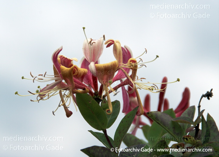 Wald-Geißblatt (Lonicera periclymenum), auch Wildes Geißblatt, Deutsches Geißblatt oder Wald-Heckenkirsche
28.  6. 2009. Berlin. Tegel. Flora. Pflanzen. Wald-Geißblatt (Lonicera periclymenum), auch Wildes Geißblatt. Blüte
Schlüsselwörter: Berlin;Blüte;Flora;Kletterpflanze;Lonicera periclymenum;Natur;Pflanzen;plants;Strauch;Sträucher;Wald-Geißblatt;Waldgeißblatt