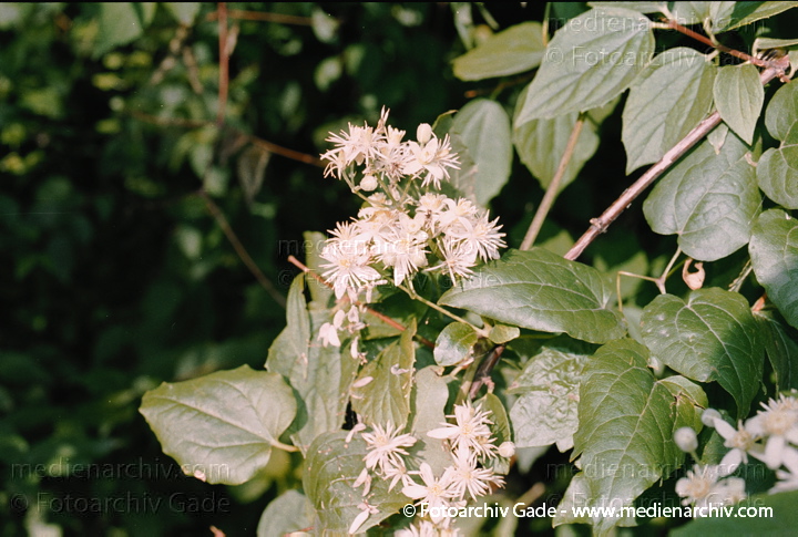 Waldreben (Clematis)
Juli 2002.  Berlin-Mitte. Wedding. Park Rehberge. Flora. Pflanzen. Strauch. Hahnenfußgewächse. Lianen.
Weiße Waldrebe, Gewöhnliche Waldrebe (Clematis vitalba)
Schlüsselwörter: 2002;Berlin;Blume;Blumen;Clematis vitalba;Flora;Gemeine Waldrebe;Gewöhnliche Waldrebe;GiftPflanzen;Hahnenfußgewächse;Kleter;Kleterpflanze;Klettestrauch;Lianen;Natur;Pflanze;Pflanzen;plants;Schleier-Waldrebe;Strauch;Sträuche;Wedding;Weiße Waldrebe