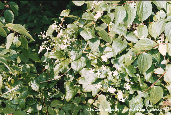 Waldreben (Clematis)
Juli 2002.  Berlin. Flora. Pflanzen. Strauch. Hahnenfußgewächse. Lianen. .Weiße Waldrebe, Gewöhnliche Waldrebe (Clematis vitalba) Waldrebe in der Blütezeit
Schlüsselwörter: 2002;Berlin;Blume;Blumen;Clematis vitalba;Flora;Gemeine Waldrebe;Gewöhnliche Waldrebe;GiftPflanzen;Hahnenfußgewächse;Klettestrauch;Lianen;Natur;Pflanze;Pflanzen;plants;Schleier-Waldrebe;Strauch;Sträuche;Wedding;Weiße Waldrebe