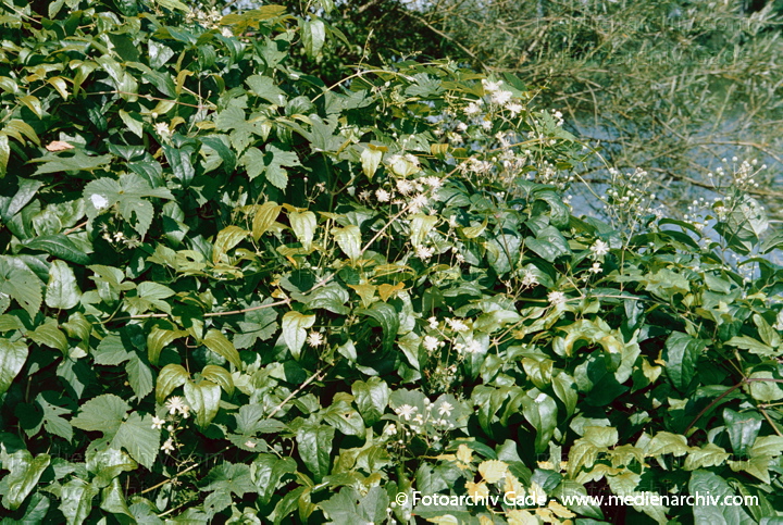 Waldreben (Clematis)
Juli 2002.  Brandenburg. Flora. Pflanzen. Strauch. Hahnenfußgewächse. Lianen.
Weiße Waldrebe, Gewöhnliche Waldrebe (Clematis vitalba)
Schlüsselwörter: 2002;Blume;Blumen;Blüte;Brandenburg;Clematis vitalba;Flora;Gemeine Waldrebe;Gewöhnliche Waldrebe;GiftPflanzen;Hahnenfußgewächse;Klettestrauch;Klettesträuche;Lianen;Natur;Pflanze;Pflanzen;plants;Schleier-Waldrebe;Strauch;Sträuche;Weiße Waldrebe