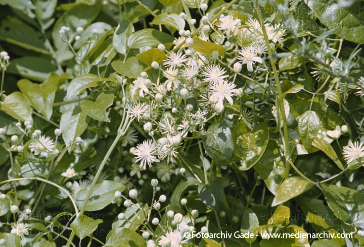 Waldreben (Clematis)
27 Juli 2002.  Brandenburg. Flora. Pflanzen. Strauch. Hahnenfußgewächse. Lianen.
Weiße Waldrebe, Gewöhnliche Waldrebe (Clematis vitalba)
Schlüsselwörter: 2002;Blume;Blumen;Brandenburg;Clematis vitalba;Flora;Gemeine Waldrebe;Gewöhnliche Waldrebe;GiftPflanzen;Hahnenfußgewächse;Klettestrauch;Lianen;Natur;Pflanze;Pflanzen;plants;Schleier-Waldrebe;Strauch;Sträuche;Weiße Waldrebe