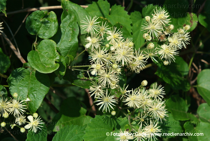Echte Waldrebe. Clematis vitalba
21.  7. 2007. Berlin. Berlin-Mitte. Echte Waldrebe (Clematis vitalba) ist eine Pflanzenart aus der Gattung der Waldreben (Clematis).
Schlüsselwörter: 2007;Berlin;Blüte;Clematis;Echte;Flora;gemeine;Liane;Natur;Pflanzen;plants;vitalba;Waldrebe