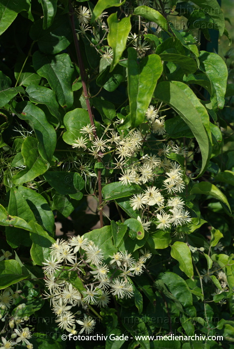 Echte Waldrebe. Clematis vitalba
21.  7. 2007. Berlin. Berlin-Mitte. Echte Waldrebe (Clematis vitalba) ist eine Pflanzenart aus der Gattung der Waldreben (Clematis).
Schlüsselwörter: 2007;Berlin;Blüte;Clematis;Echte;Flora;gemeine;Liane;Natur;Pflanzen;plants;vitalba;Waldrebe