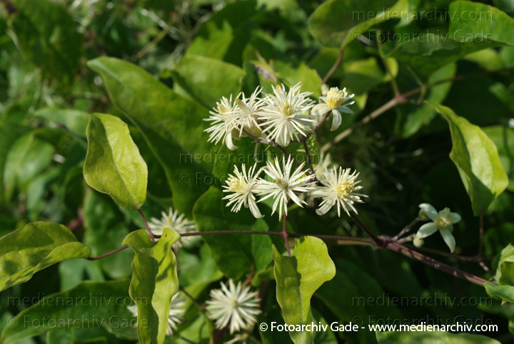 Echte Waldrebe. Clematis vitalba
21.  7. 2007. Berlin. Berlin-Mitte. Echte Waldrebe (Clematis vitalba) ist eine Pflanzenart aus der Gattung der Waldreben (Clematis).
Schlüsselwörter: 2007;Berlin;Blüte;Clematis;Echte;Flora;gemeine;Liane;Natur;Pflanzen;plants;vitalba;Waldrebe