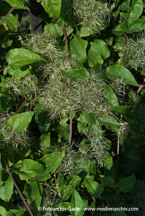 Echte Waldrebe. Clematis vitalba
21. 7. 2007. Berlin. Berlin-Mitte. Echte Waldrebe (Clematis vitalba) ist eine Pflanzenart aus der Gattung der Waldreben (Clematis).
Schlüsselwörter: 2007;Berlin;Blüte;Clematis;Echte;Flora;gemeine;Liane;Natur;Pflanzen;plants;vitalba;Waldrebe Echte Waldrebe. Clematis vitalba
21. 7. 2007. Berlin. Berlin-Mitte. Echte Waldrebe (Clematis vitalba) ist eine Pflanzenart aus der Gattung der Waldreben (Clematis).
Schlüsselwörter: 2007;Berlin;Blüte;Clematis;Echte;Flora;gemeine;Liane;Natur;Pflanzen;plants;vitalba;Waldrebe