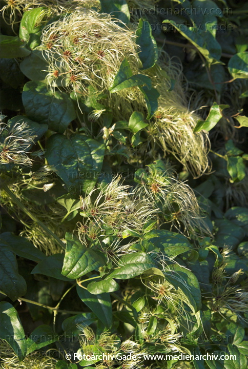 Echte Waldrebe. Clematis vitalbs
16.  9. 2007. Flora. Pflanzen. Echte Waldrebe (Clematis vitalba)
Schlüsselwörter: Clematis vitalba;Echte Waldrebe;Flora;Natur;Pflanzen;plants;Waldrebe