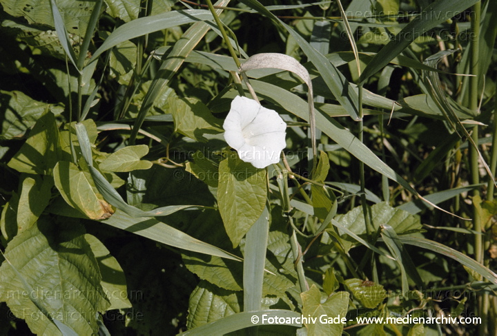 Gewöhnliche Zaunwinde  . Ufer Zaunwinde. Calystegia sepium
27.  Juli 2002. Brandenburg. Flora. Pflanzen. Windengewächse. Gewöhnliche Zaunwinde , Ufer Zaunwinde (Calystegia sepium). Windengewächse (Convolvulaceae).
Schlüsselwörter: 2002;Blume;Blumen;Blüte;Brandenburg;Calystegia sepium;Flora;Kletter;Natur;Pflanzen;plants;Ufer-Zaunwinde
