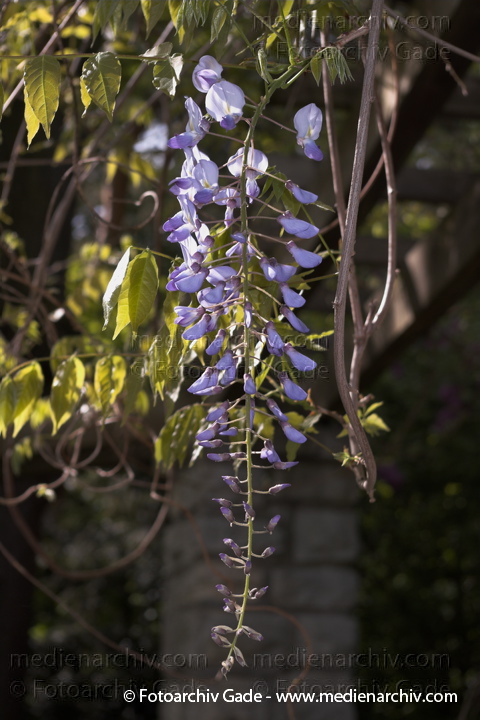 Chinesische Wisteria (Wisteria sinensis) auch Chinesischer Blauregen
14. 5. 2006. Berlin. Rehberge. Flora. Pflanzen. Kletterstrauch. Chinesische Wisteria (Wisteria sinensis), auch Chinesischer Blauregen
Schlüsselwörter: 2006;Berlin;Blume;Blumen;Blüte;China-Glysine;Chinesische Wisterie;Flora;Frühling;Kletterstrauch;Klettersträuche;Natur;Pflanzen;plants;Scmetterlingsblütengewächse.